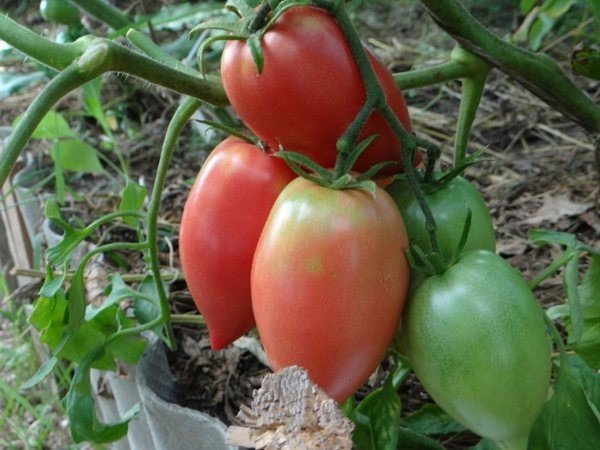 Кенигсберг томат в рассаде