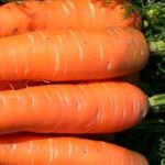Особенности ухода и выращивания моркови Лагуна F1