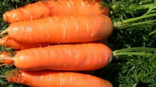 Морковь сорта Лагуна F1: особенности и описание, агротехника выращивания и ухода за морковью, фото