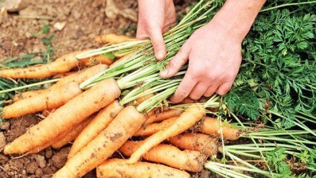Почему морковь вянет и становится маслянистой в земле