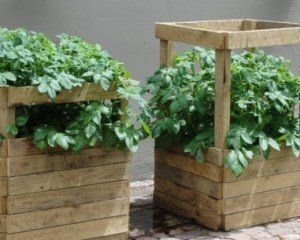 Выращивание картофеля в ящиках
