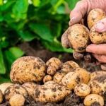 Правила севооборота: что посадить после картофеля