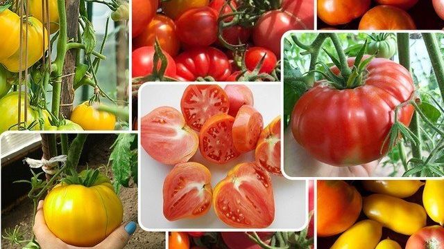 Прохор: описание сорта томата, характеристики помидоров, выращивание