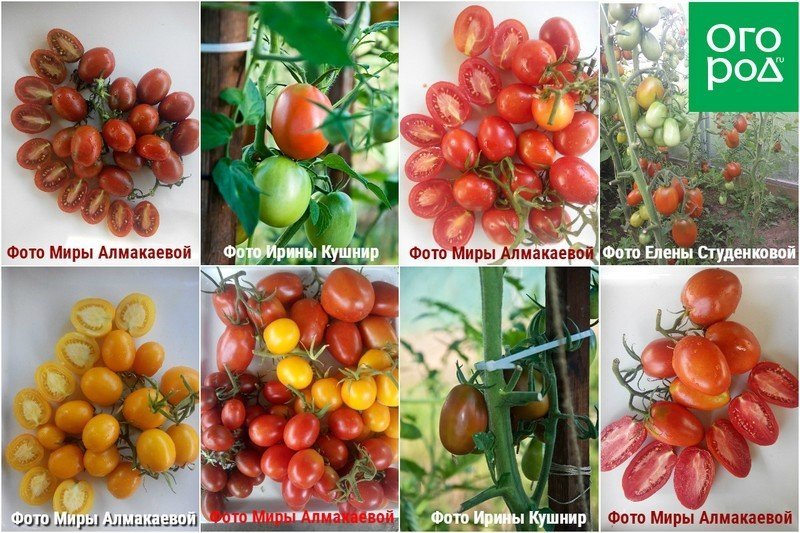 Сорта томатов для теплицы самоопыляемые устойчивые к болезням