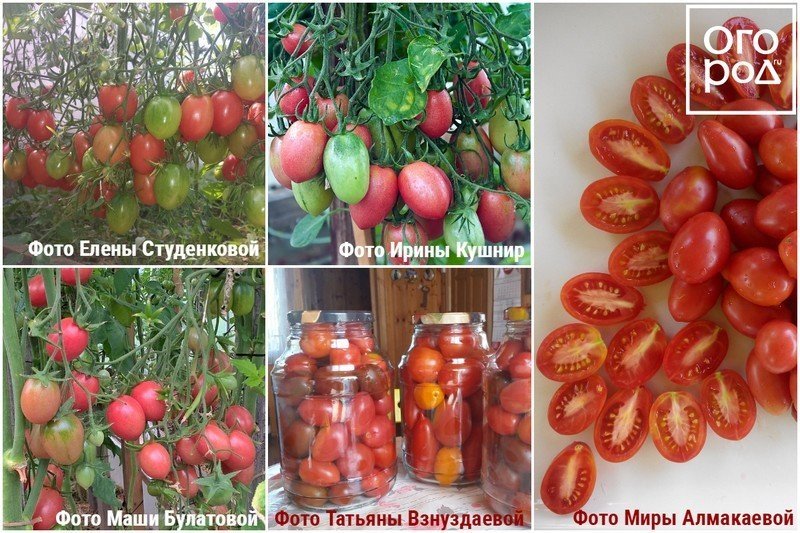Сорта томатов для теплицы самоопыляемые устойчивые к болезням