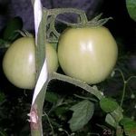 Сорт для парников и грядок — томат Барнаульский консервный