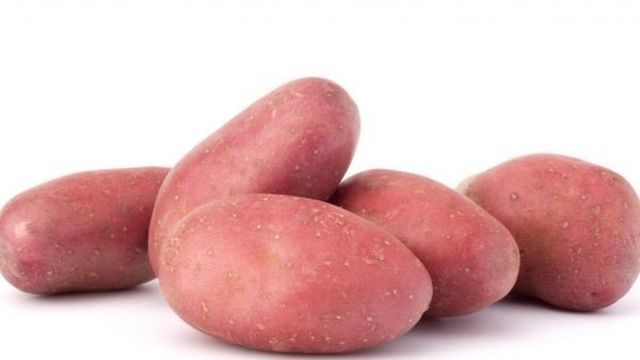 Сорт картофеля Ред Леди: описание и характеристика, отзывы