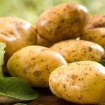 Сорт картофеля Венета: характеристика, отзывы