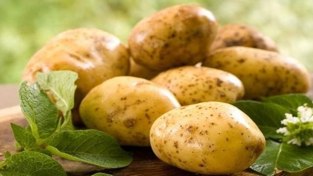 Картофель Винета: характеристика и описание сорта, выращивание и уход