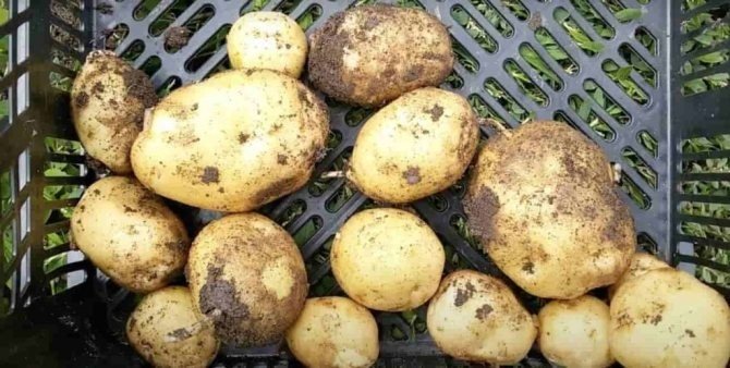 Семенной картофель метеор