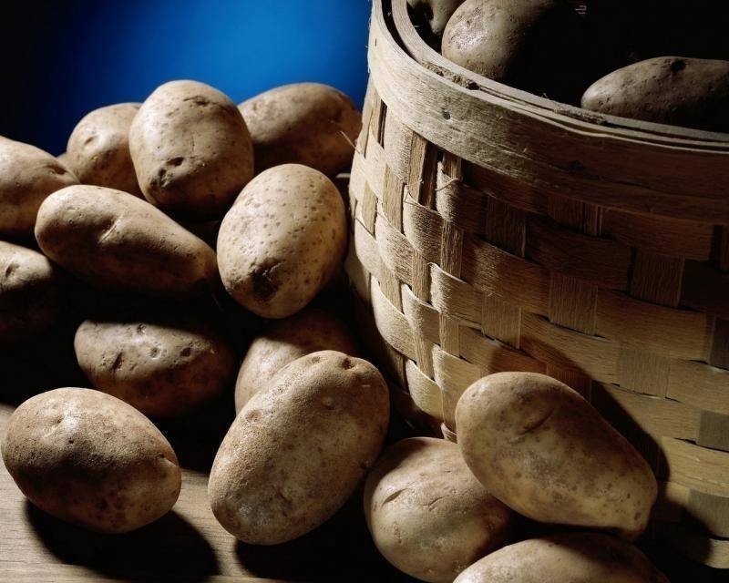 Сорт картофеля венета