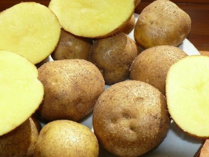 Сорт картофеля венета