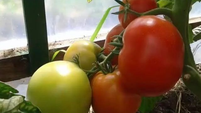 Сорт томата Евпатор: урожайность и советы по выращиванию