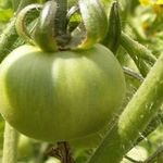 Сорт томата «Ранний-83»: описание, характеристика, посев на рассаду, подкормка, урожайность, фото, видео и самые распространенные болезни томатов