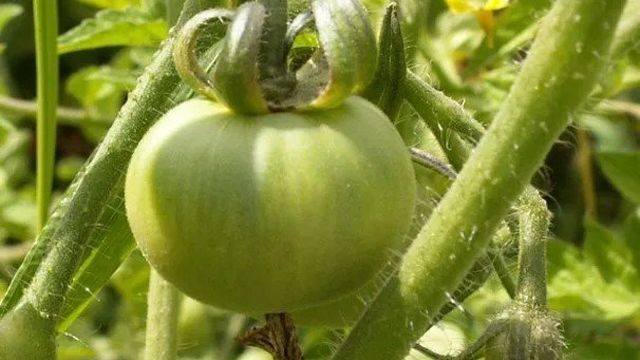 Томат Ранний 83: характеристика и описание сорта, отзывы тех кто сажал помидоры об их урожайности, фото куста