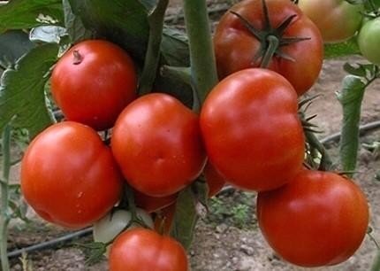 Красивые сорта помидоров