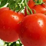 Сорт томата «Солярис»: описание и характеристика помидоры из Приднестровья
