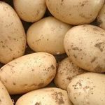Срок созревания картофеля и особенности сбора урожая