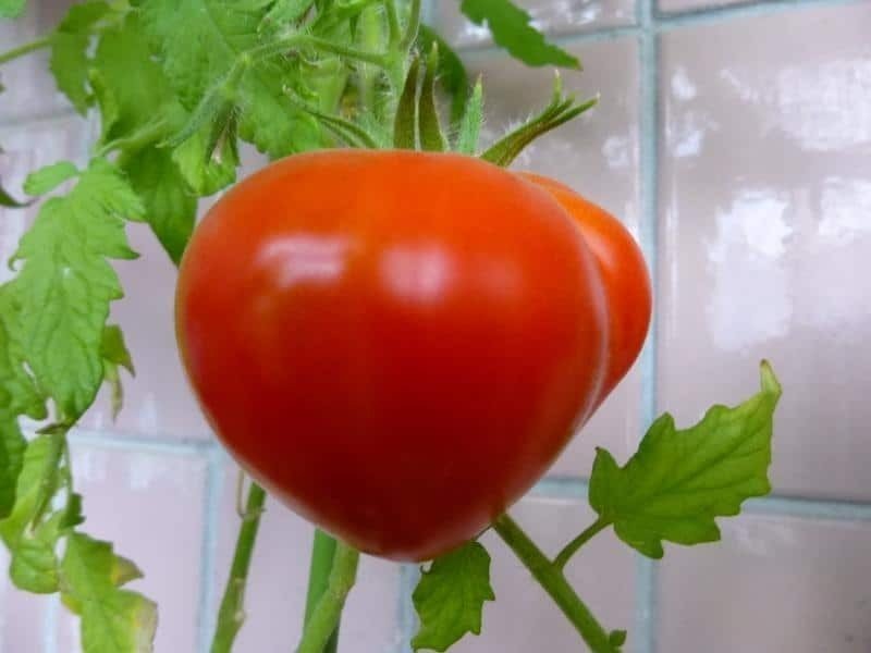 Золотая буденовка томат