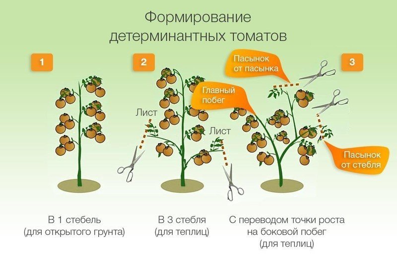 Схема формирования детерминантных томатов