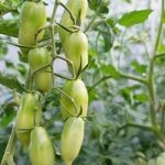 Томат Медовые пальчики: характеристика и описание сорта, урожайность и выращивание