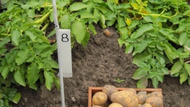 Сорт картофеля Гала — описание, уход и другие особенности