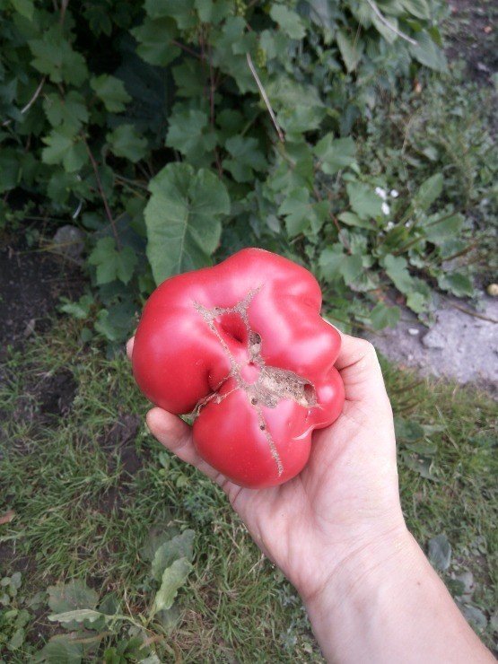 Уродливость плодов томата