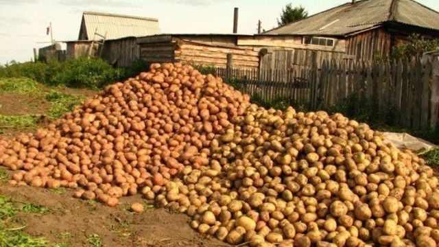 Выращивание, уход и уборка картофеля своими руками