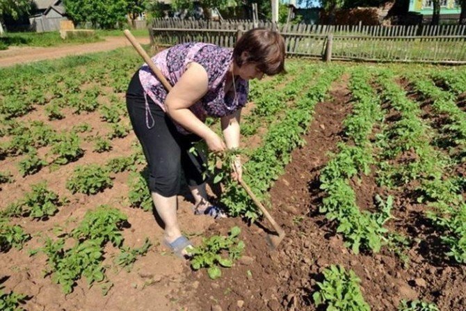Тяпка для посадки картошки