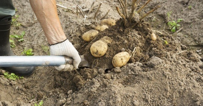 Урожай картофеля на даче