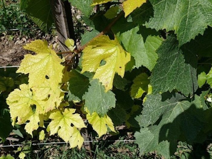 Листья похожие на виноградные