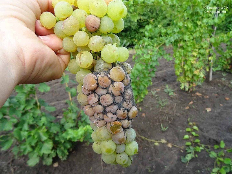Виноград кислющий виноград