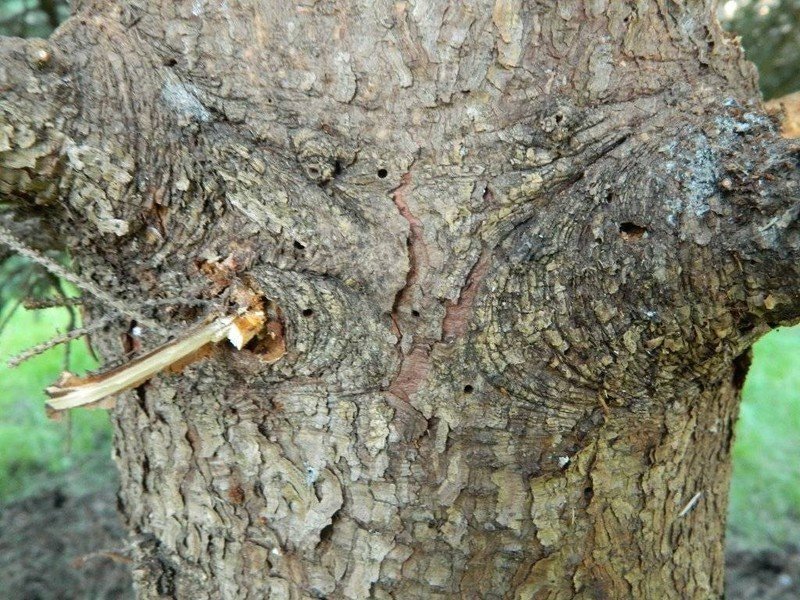 Жук короед кора дерева