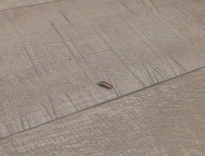 Тараканы в квартире