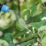Чем опрыскивать яблони от вредителей и болезней