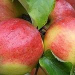 Чем удобряют вишни яблони груши