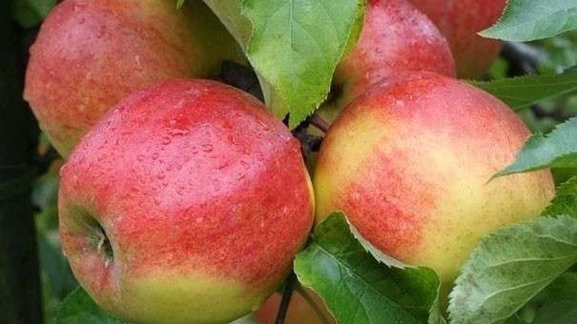 Чем удобряют вишни яблони груши