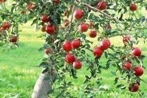 Яблоня медуница дерево