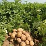 Фузариоз картофеля: симптомы заболевания, способы борьбы, профилактика