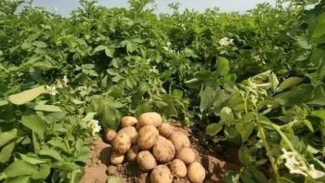 Фузариоз картофеля: симптомы заболевания, способы борьбы, профилактика