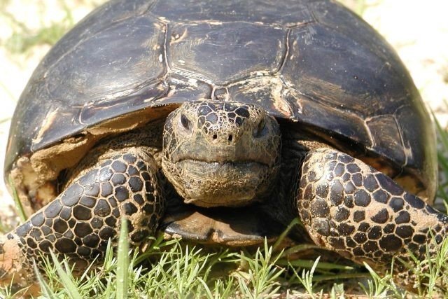 Домашняя черепаха сухопутная