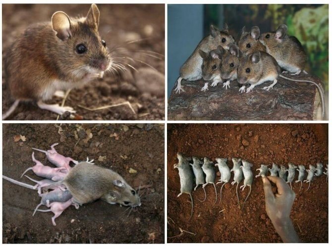 Размножение земляной крысы