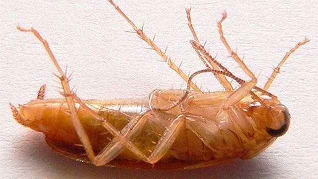 Средство от тараканов Регент и его использование