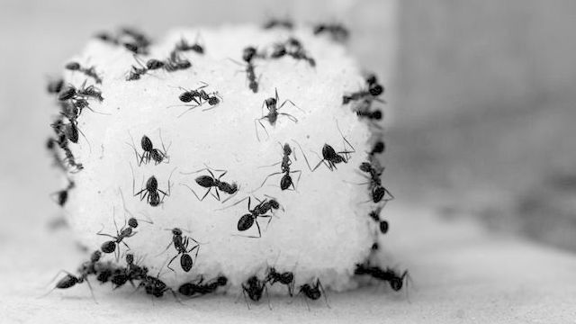 Избавиться от муравьев уксусом в квартире и на участке