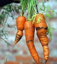 Необычные листья у моркови