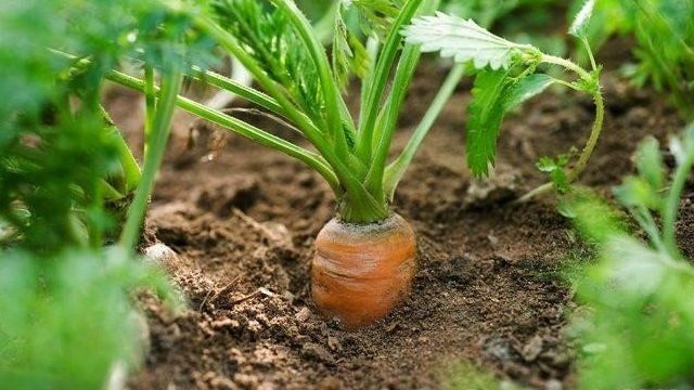 Как бороться с вредителями моркови без химикатов