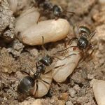 Как из теплицы вывести муравьев
