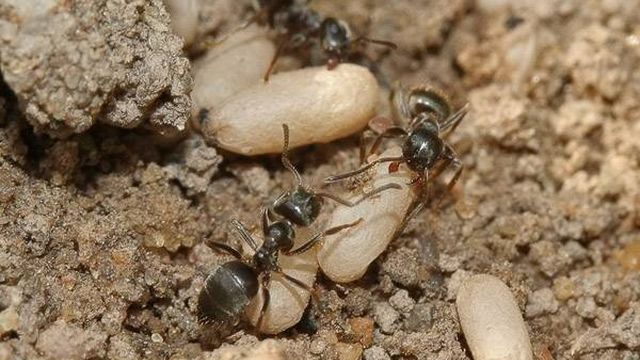 Как из теплицы вывести муравьев