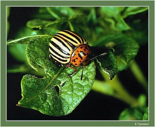 Колорадский жук листоед