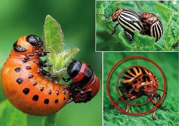 Стадии развития колорадского жука